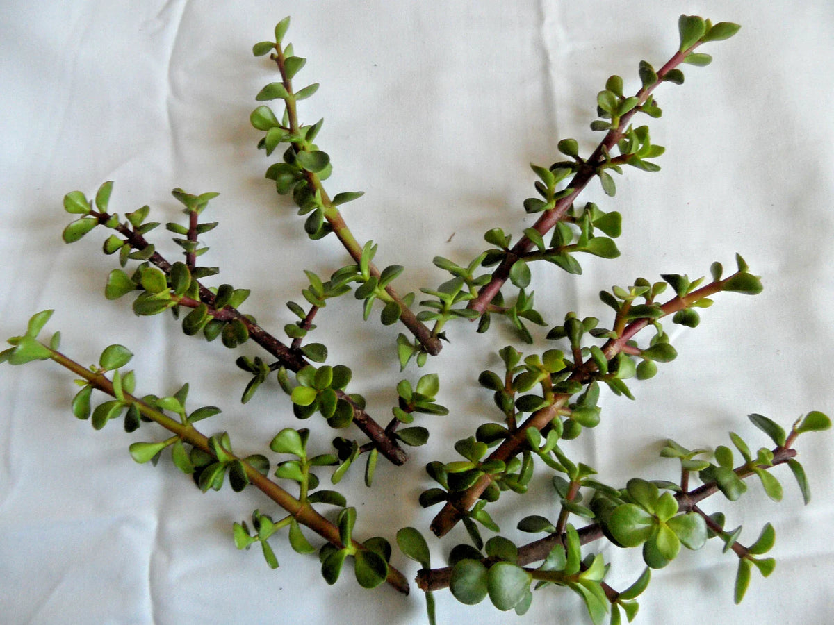 Lot of 6 Portulacaria afra Cuttings | Spekboom Succulent Plant with Red Stems | Propagation or Indoor/Outdoor Gardening