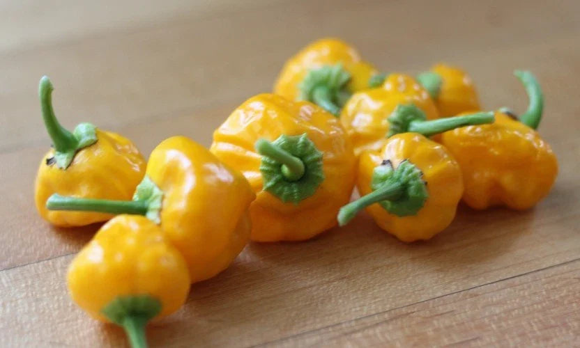 Jamaican Yellow Scotch Bonnet Pepper Seeds - 20 Premium Fresh Seeds (Capsicum chinense)