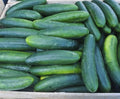 Cucumber Seeds - Early Spring Burpless Variety - Fresh Non-GMO Seeds for Planting - Cucumis sativus