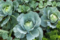 Cabbage Seeds 1000+ Count Organic Heirloom Non-GMO Brassica oleracea All Season