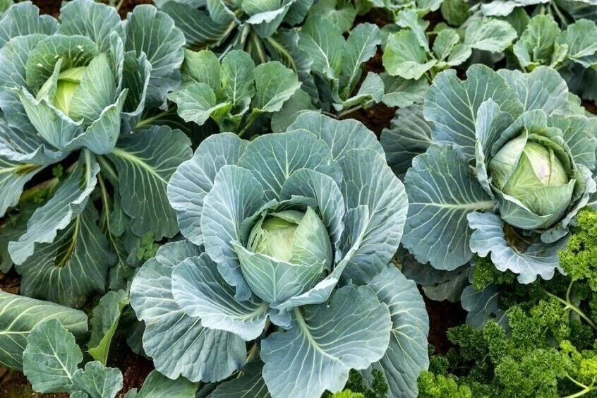 Cabbage Seeds 1000+ Count Organic Heirloom Non-GMO Brassica oleracea All Season