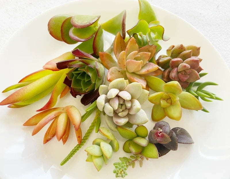 Succulent Cuttings - 15 Colorful Varieties - Healthy Mix of Succulents - Ideal for Planting or Arrangements