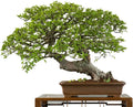 Chinese Elm Bonsai Tree Seeds - 50 Seeds - Ulmus parvifolia Indoor Bonsai