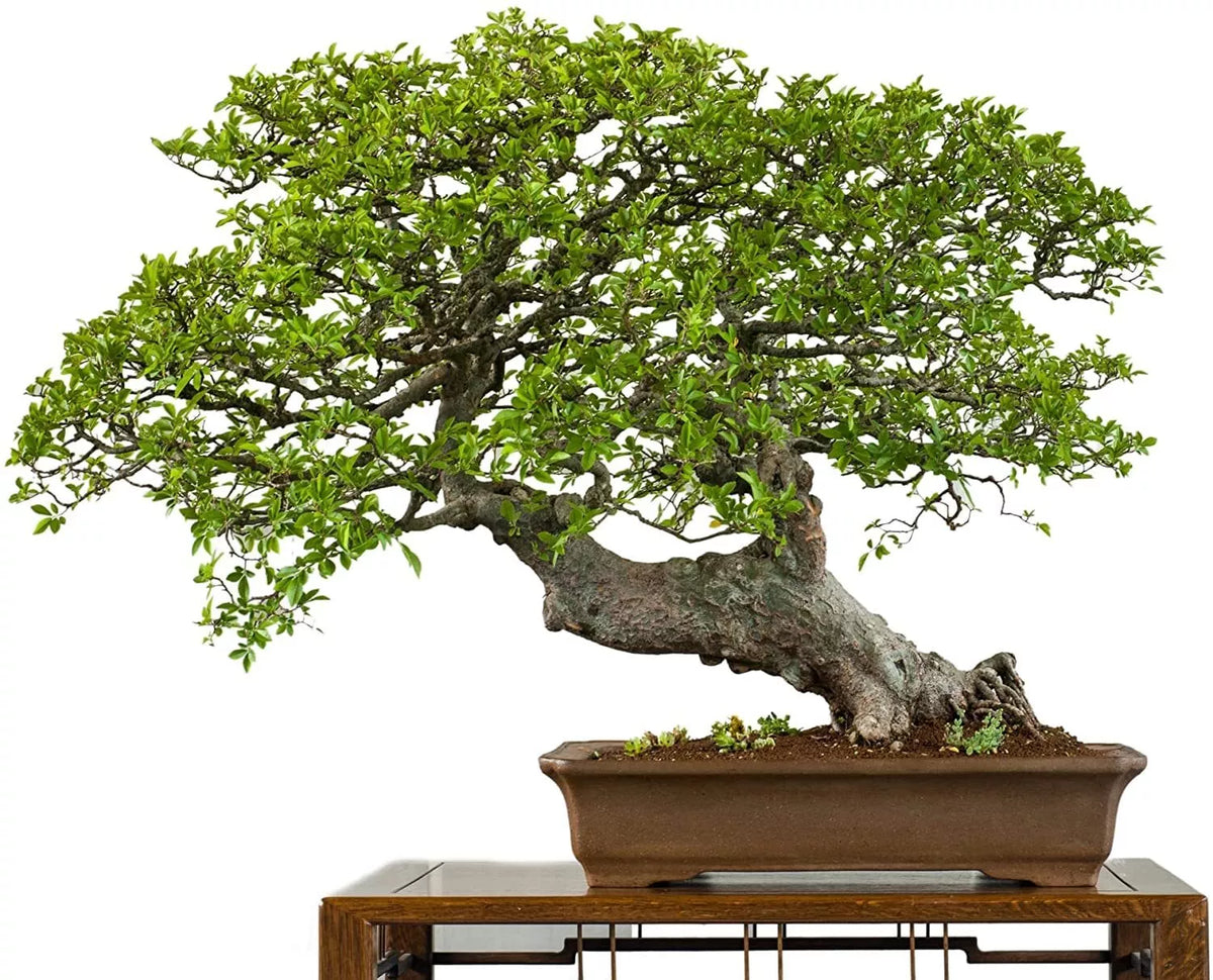 Chinese Elm Bonsai Tree Seeds - 50 Seeds - Ulmus parvifolia Indoor Bonsai
