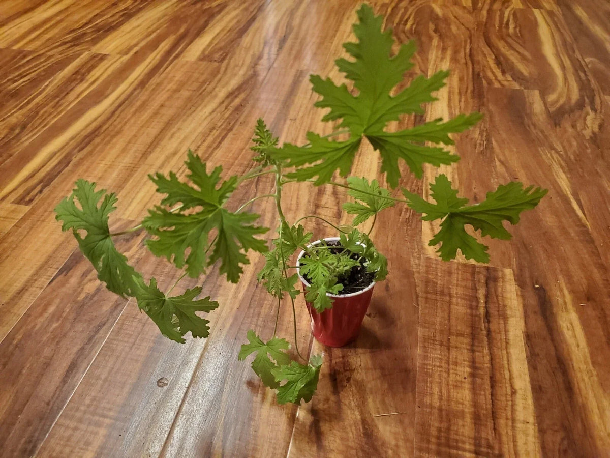 Large Citronella Plant 18" - Live Lemon Geranium Aromatic Herb (Pelargonium 'Citrosum')