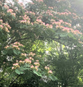 Pink Mimosa Tree Cuttings - 5 Pack - Albizia Julibrissin - 8-10” Pink Silk Tree Cuttings for Gardening