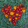 Ildkongen Marigold Seeds - 25+ Pack - Tagetes erecta - Bright Yellow Blooms