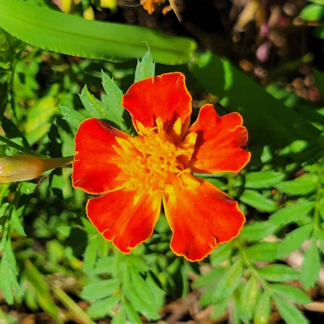 French Marigold Seeds | 25 Seeds | Tagetes Patula | Edible Companion Plant | Pest Repellent