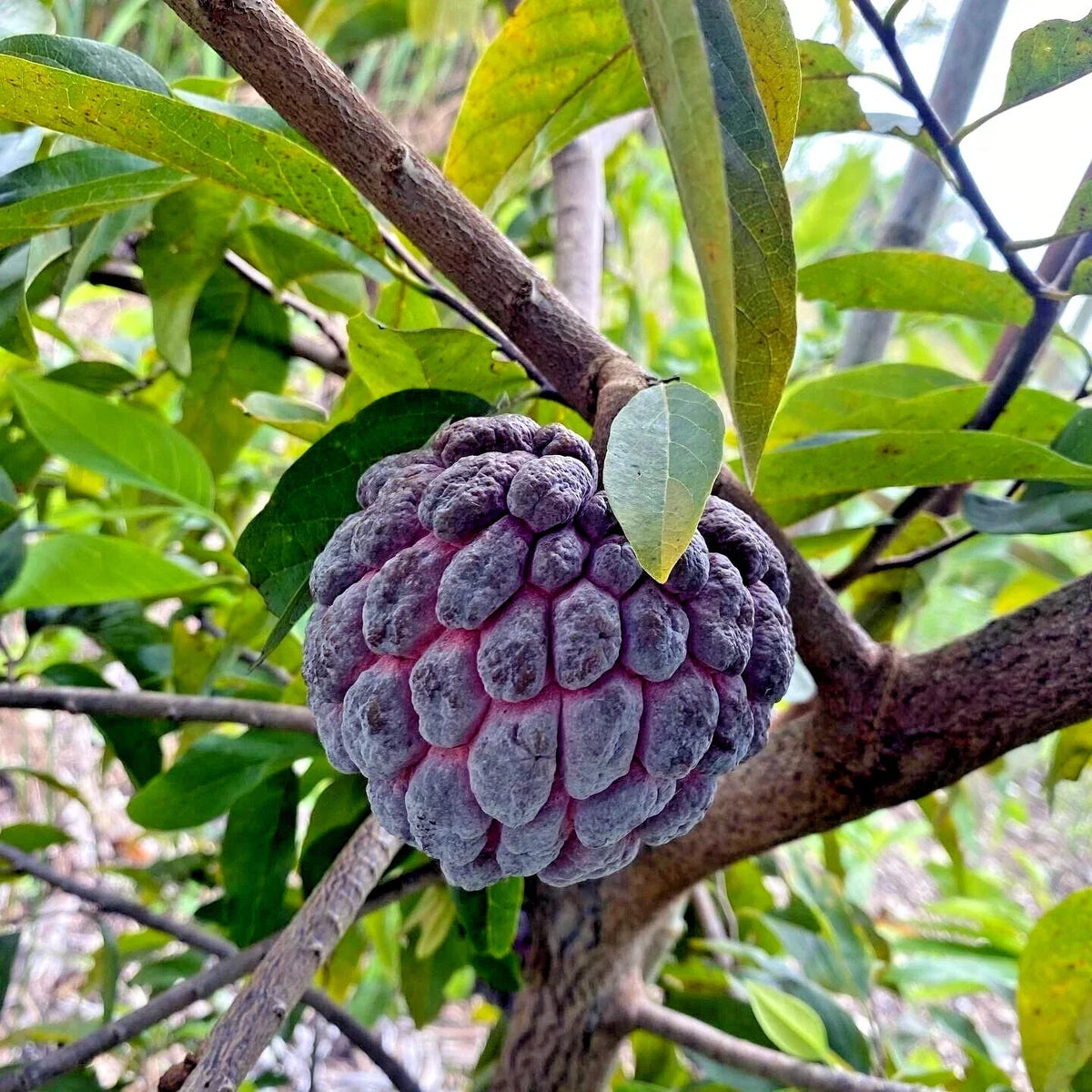 Thai Purple Sugar Apple Tree Seeds - Annona squamosa, Rare Sweetsop Fruit, Tropical Garden Seeds, Purple Fruit, 10 Pack