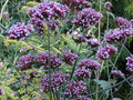 Tall Verbena Seeds 233 Count - Hardy Purple Flowers Verbena Bonariensis