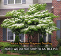 Kousa Dogwood Live Plant Quart Pot, Hardy Flowering Tree, Cornus kousa, Ornamental Garden Addition