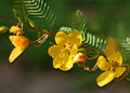 Partridge Pea Seeds - 254 Count - Drought-Tolerant Wildflower with Yellow Blooms - Chamaecrista fasciculata