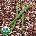 Organic Painted Pony Beans Seeds - Heirloom Bush Snap & Dry, Stringless Pods, Multicolored, Phaseolus vulgaris, 10 Seeds