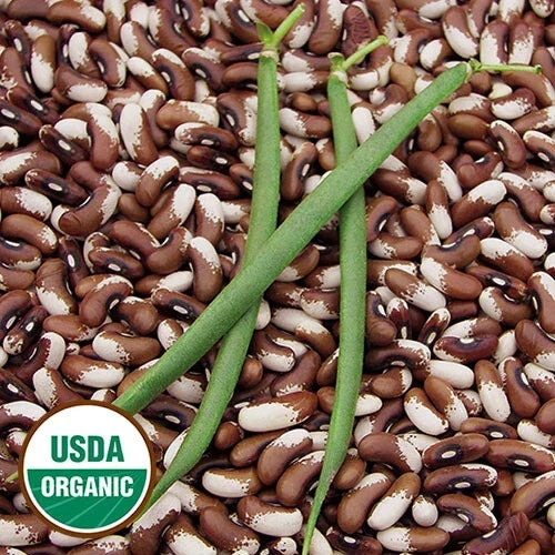 Organic Painted Pony Beans Seeds - Heirloom Bush Snap & Dry, Stringless Pods, Multicolored, Phaseolus vulgaris, 10 Seeds