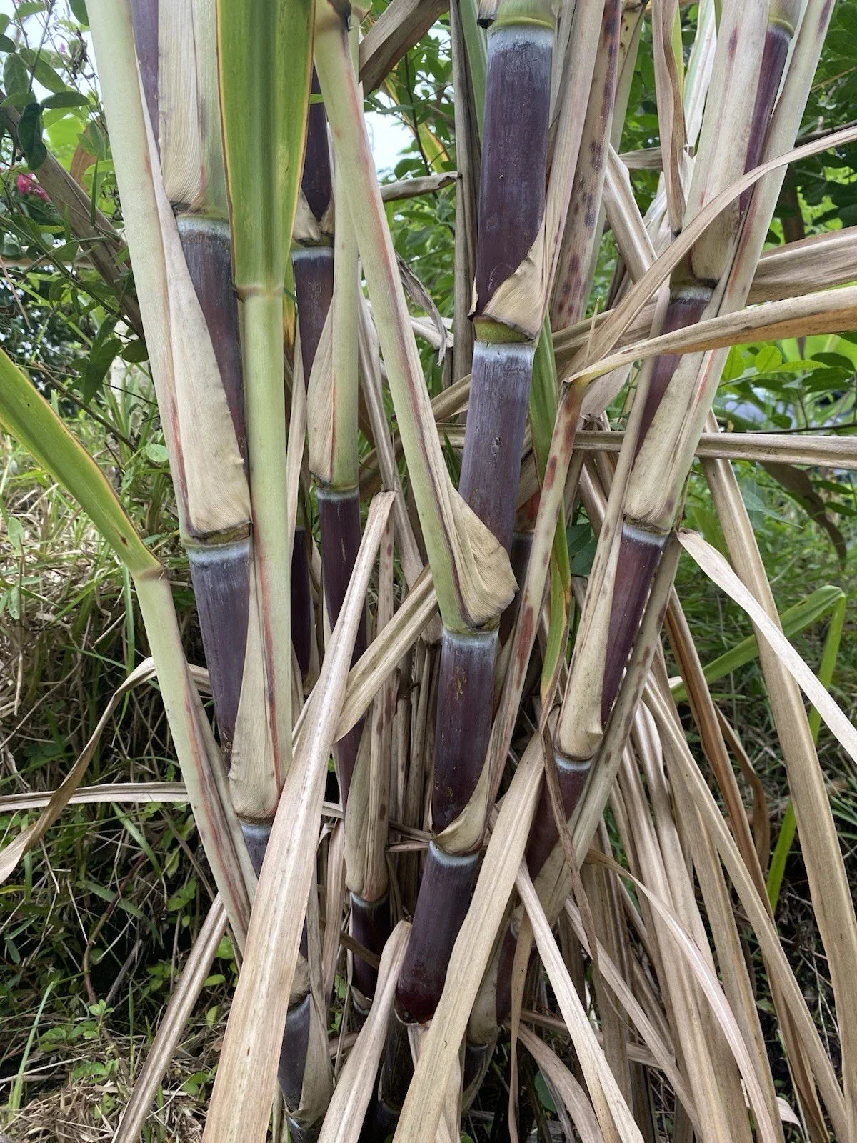 Organic Sugar Cane Cuttings Saccharum officinarum - 3 Large SW Florida Planting Material