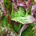 Red Romaine Lettuce Seeds - Caesar Salad Variety, NON-GMO, Pack of Multiple Sizes, Easy to Grow, Fresh Salad Greens, Lactuca sativa