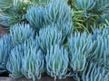Blue Chalk Sticks Succulent Cutting - Rare Healthy Live Plant - Easy Care (Senecio serpens)