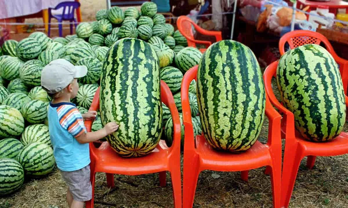 Congo Watermelon Seeds - 12 Pack - Large - Non-GMO - Heirloom - Organic - Rare Citrullus lanatus