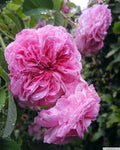 Duc de Cambridge Rose Bare Root Plant - 2 Year Old - Rosa 'Duc de Cambridge' in Wet Paper and Plastic