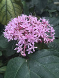 Heirloom Pink Mexican Hydrangea Plant - 10 Rooted Plants - Attracts Butterflies & Hummingbirds - (Hydrangea macrophylla)