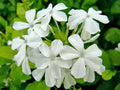 Plumbago White Seeds Snowdrift, 50 Count, Flowering Plant, Plumbago auriculata for Garden, Borders, Containers