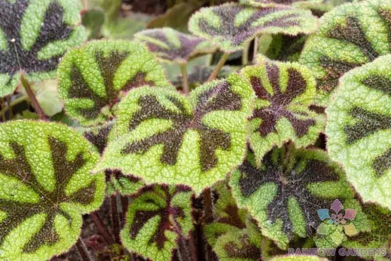 Iron Cross Begonia 25+ Seeds for Garden Planting - Begonia masoniana - USA Grown, Free Shipping