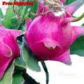 Dragon Fruit Cuttings - 6-10" Unrooted Pitaya White Fruit Clippings for Home Gardening - Hylocereus undatus
