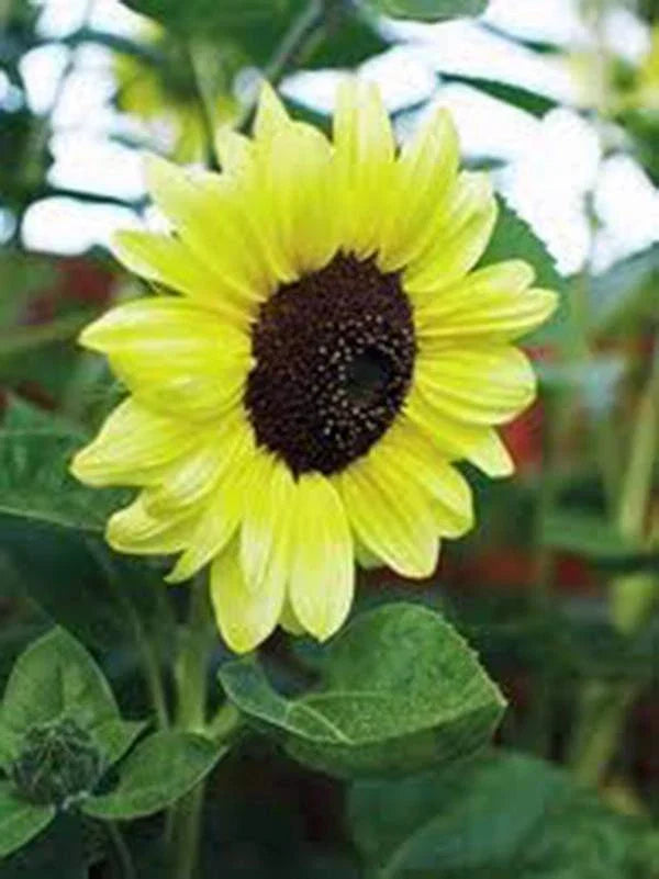 Sunflower Seeds, 500 Count, Lemon Queen Variety, Large Colorful Blooms, Helianthus annuus