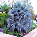 Mexican Blue Hesper Fan Palm Seeds - Brahea armata - Cold Hardy Tropical Plant Seeds for Landscaping & Container Gardening