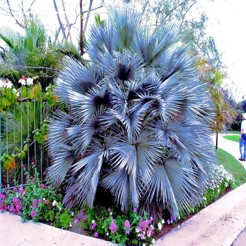 Mexican Blue Hesper Fan Palm Seeds - Brahea armata - Cold Hardy Tropical Plant Seeds for Landscaping & Container Gardening