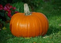 Organic Heirloom Pie Pumpkin Seeds 50 Pack, Cucurbita pepo, Baking & Decorative Variety, Annual Vine Seeds