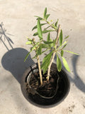 Goji Berry Plant Cuttings in Pot - Live Goji Berry Plants for Easy Planting - Lycium barbarum
