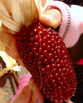 5000+ Strawberry Ruby Corn Seeds - Heirloom Organic Popcorn - Sweet Variety - Zea mays everta