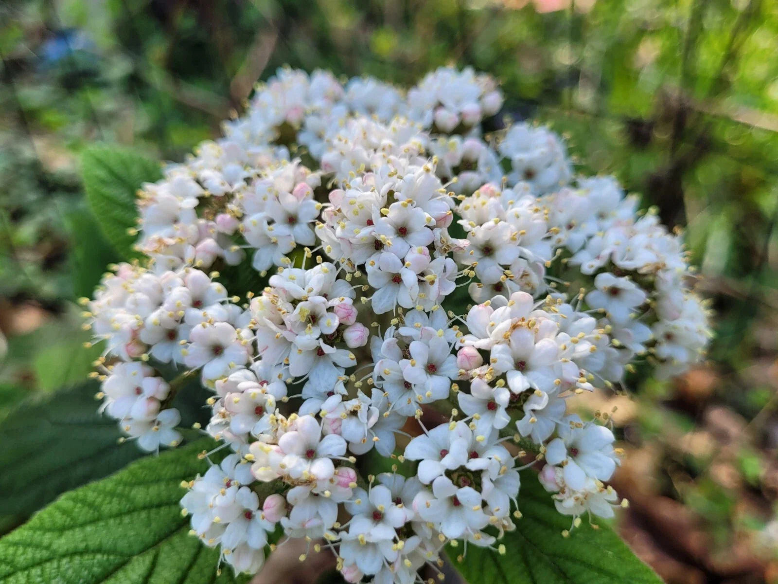 Viburnum Allegheny Cuttings - 6 Hardy Flowering Bush Cuttings for Hedges - Ideal Landscape Plant