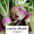 Turnip Seeds - 50 Heirloom Organic NON-GMO Purple Top White Globe Brassica rapa
