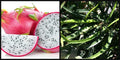 Unrooted 8" Dragon Fruit Cutting ~White Flesh~ Pitahaya Plant Vine Hylocereus