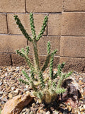 Cylindropuntia Imbricata Tree Cholla Cactus Cutting – Live Drought-Tolerant Succulent for Desert Gardens & Indoor Plants