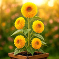 Tall Teddy Sunflower Seeds - 50+ Pack - Giant 10" Fluffy Blooms - Helianthus annuus - Full Sun, Easy to Grow