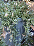 String of Dolphins Cuttings 12 Pack - Senecio peregrinus Succulent Plant for Hanging & Indoor Gardens