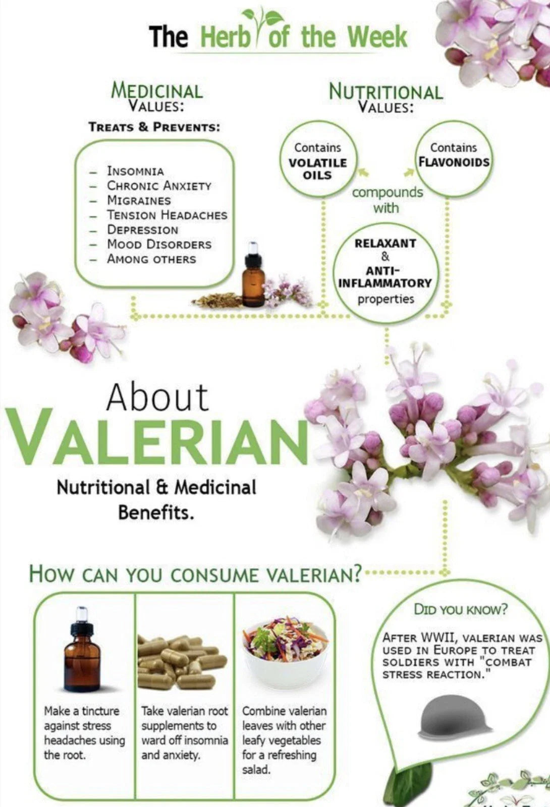 Valerian Seeds 150 Pack - Medicinal Herb - NON GMO - Valeriana officinalis