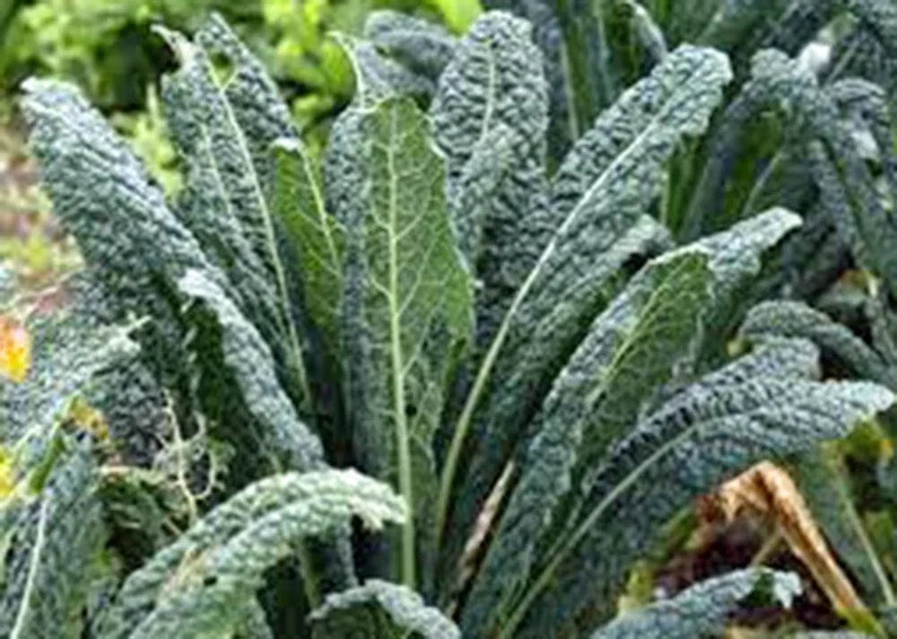 Kale Seeds 500 Count Non-GMO Brassica oleracea for Salads and Cooking, Home Garden Planting