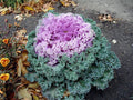Ornamental Kale Seeds - Kamome Pink - Brassica oleracea var. acephala - Vibrant Foliage for Gardens & Containers