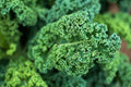Dwarf Blue Curled Scotch Kale Seeds - Organic, Non-GMO, Blue Vates, Brassica oleracea var. sabellica, Vegetable Gardening