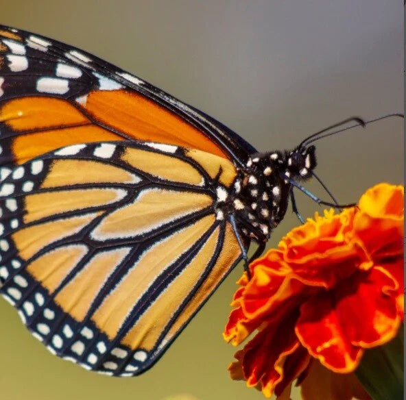 French Marigold Seeds - QUEEN SOPHIA Variety - Heirloom Non-GMO - 200 Seeds for Garden Planting