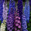 Delphinium Seeds - 50 Pack Dark Mix Perennial Flower Seeds for Borders, Cut Flowers, Garden - Delphinium spp.