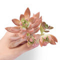 Fresh Sedum Adolfii Succulent Cuttings – 5 Pack, Drought-Resistant, Easy Care, for Crafts, Arrangements, Plant Favors, Sedum adolphii