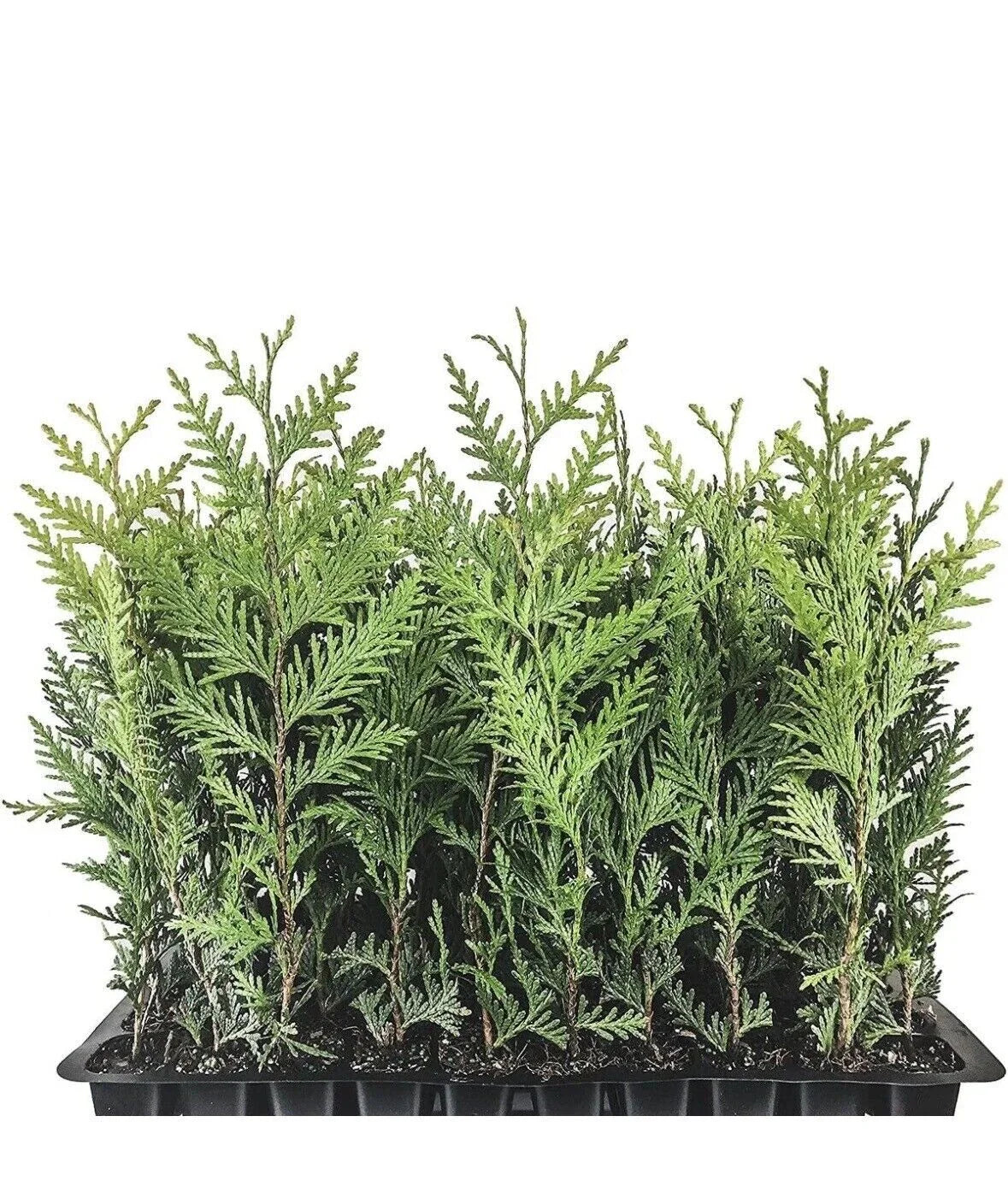 20 Emerald Green Arborvitae Trees Starter Plants Thuja occidentalis 'Emerald Green' for Privacy Landscape 10-15 ft