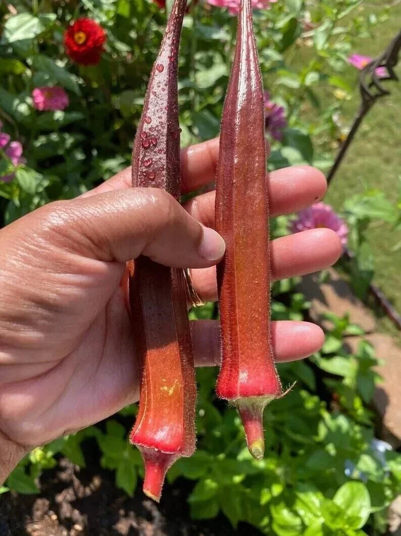Red Burgundy Okra Seeds - Non-GMO Heirloom Vegetable Seeds for Garden, 50+ Premium Abelmoschus esculentus
