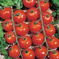 Sweetie Cherry Tomato Seeds - 120+ NON-GMO Heirloom Organic - Solanum lycopersicum
