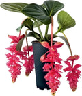 Royal Intenz Magnifica Medinilla Plant Starter - Live Well Rooted Rare Houseplant - Exotic Indoor Greenery